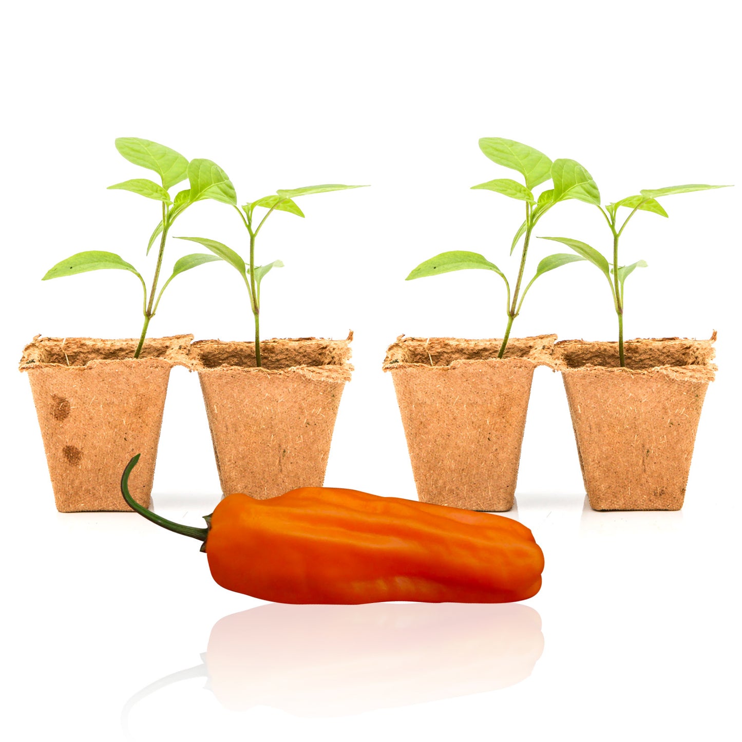 Pepper Joe's Orange Jalapeno seedlings for sale