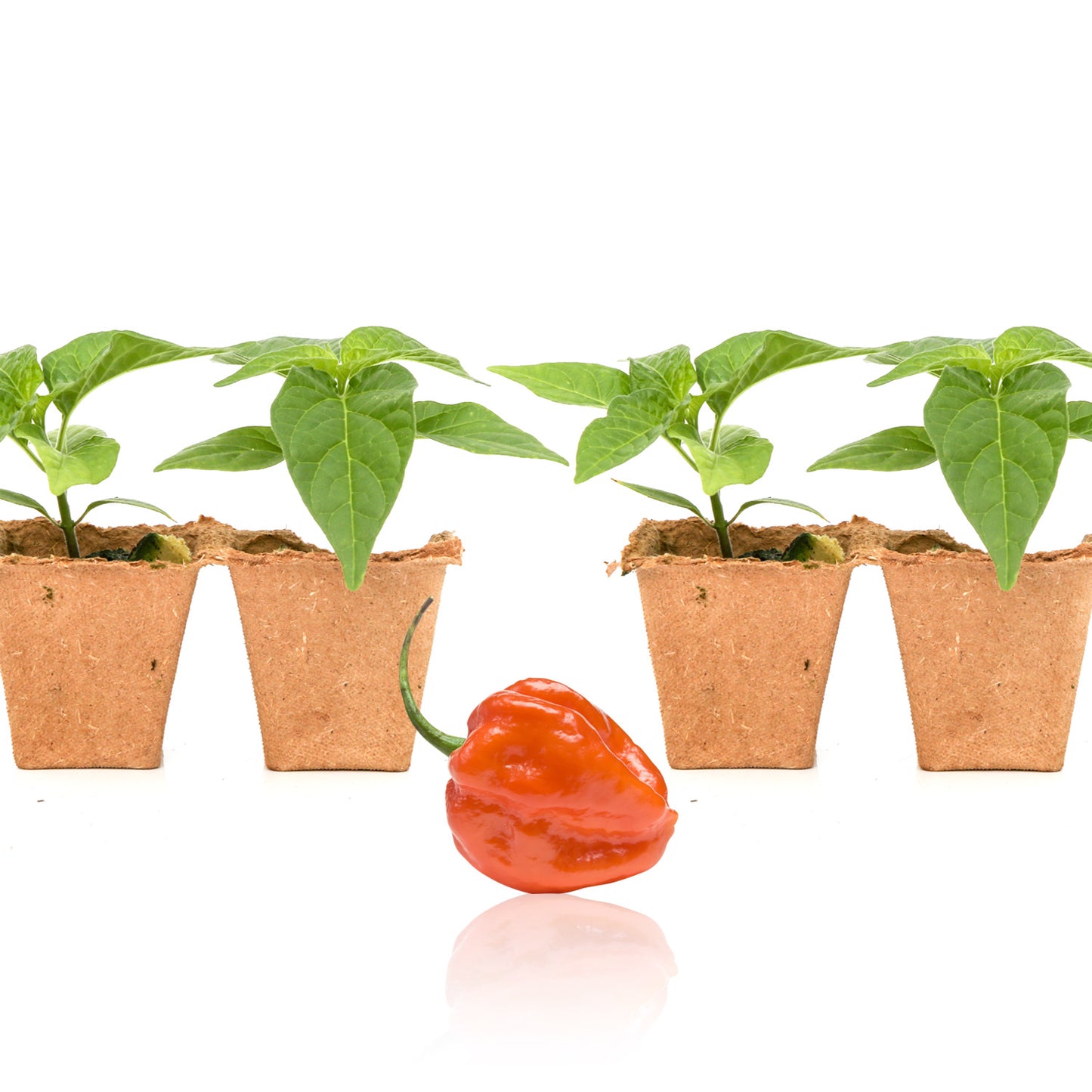 Pepper Joe's Orange Scotch Bonnet plants for sale