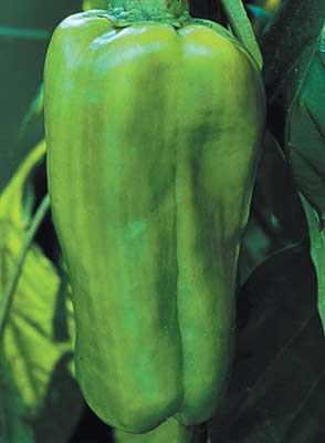 plant green peppers from seed Big Bertha Pepper Seeds
