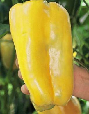 Super Heavyweight F1 Pepper Seeds Sweet