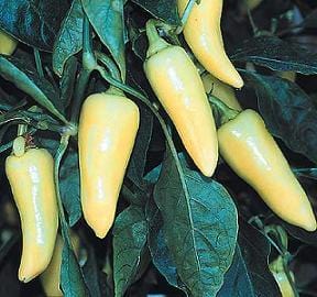 Santa Fe Grande Pepper Seeds Novelty