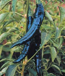 Pasilla Pepper Seeds Novelty