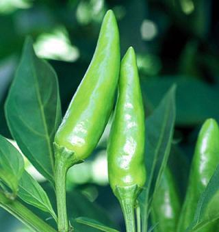 Sport Pepper Seeds Novelty