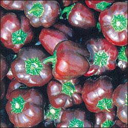 planting mini bell pepper seeds Mini Chocolate Bell Pepper Seeds