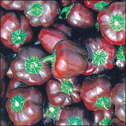 Mini Chocolate Bell Pepper Seeds Sweet