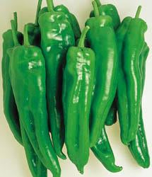 Spanish Spice Pepper Seeds Novelty