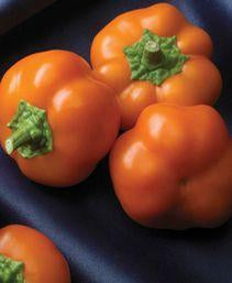 planting orange pepper seeds Orange You Sweet Hybrid Bell Pepper Seeds by Pepper Joe's