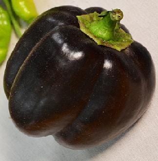 Bella Noir Pepper Seeds Sweet