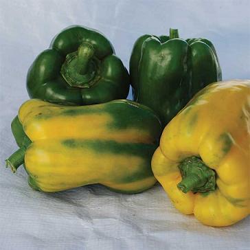 Monster Yellow Pepper Seeds Sweet