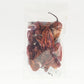 Pepper Joe's Ghost Pepper Dried Peppers - back of packaging with 12 or more dried ghosts inside bag