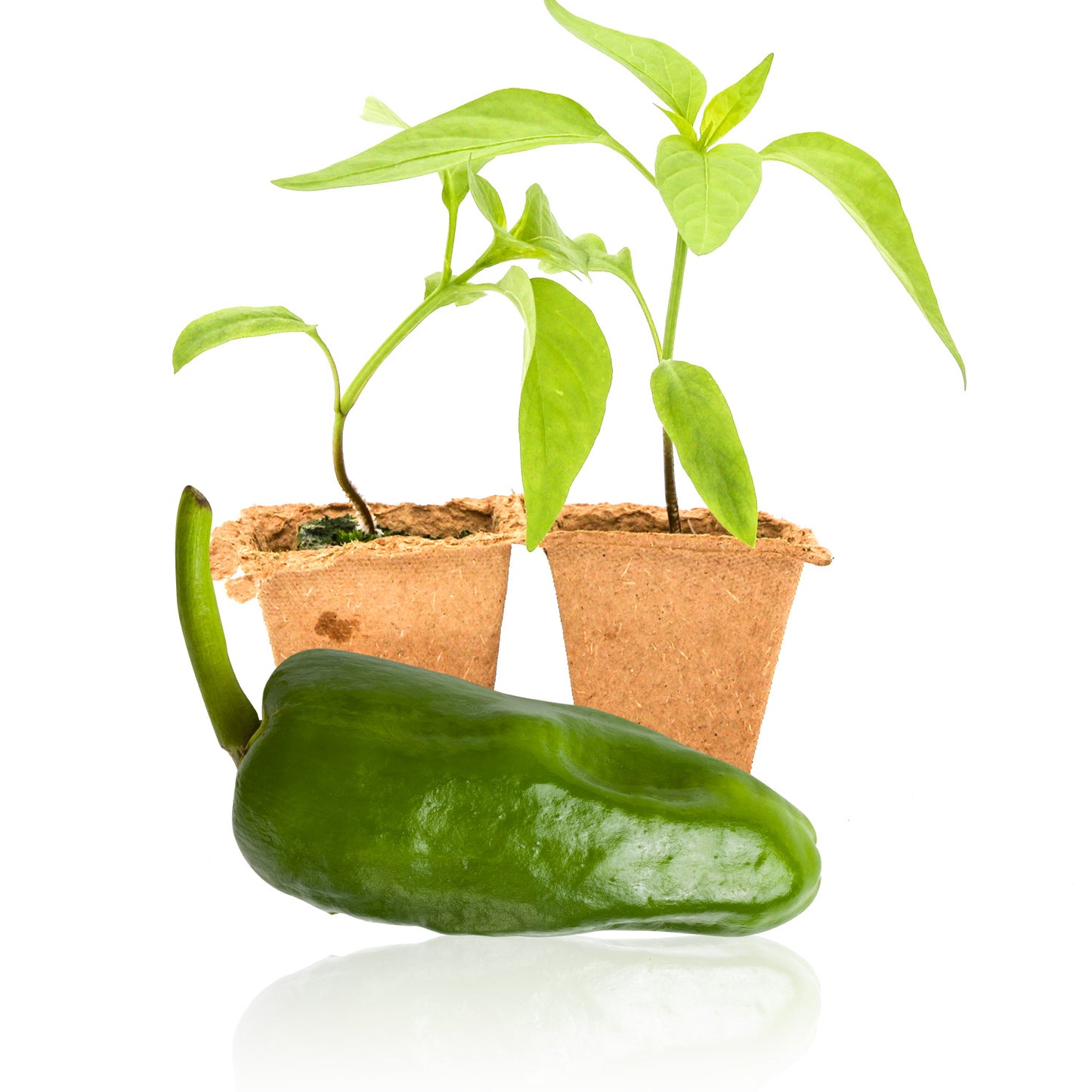 Pepper Joe's Padron pepper plants for sale