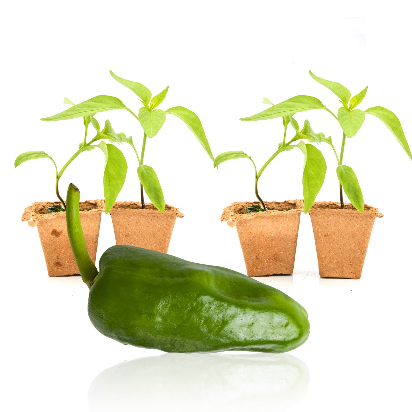 Pepper Joe's Padron plants for sale