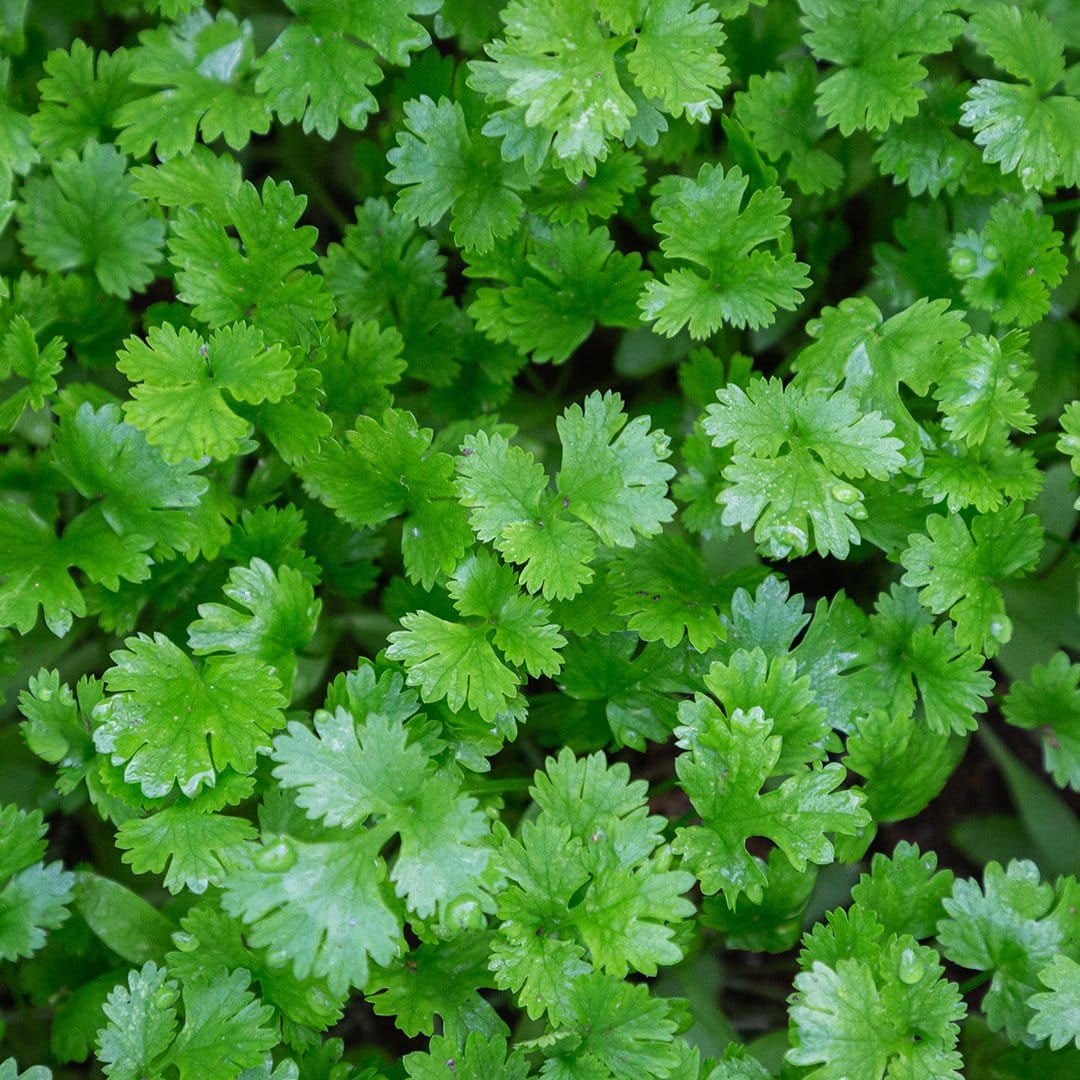 parsley seeds