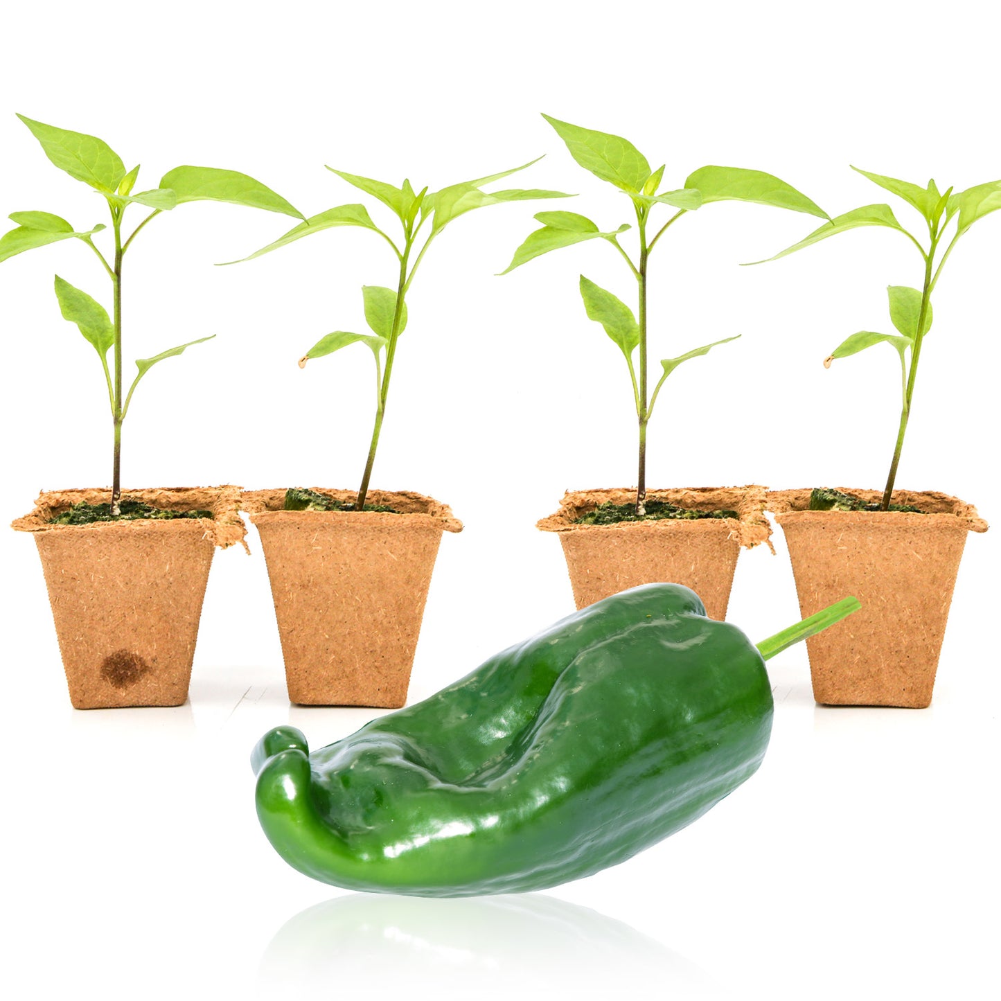 Pepper Joe's Pasilla seedlings for sale