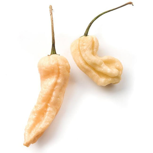 Pepper Joe's Peach Ghost pepper seeds - Peach ghosts on white background