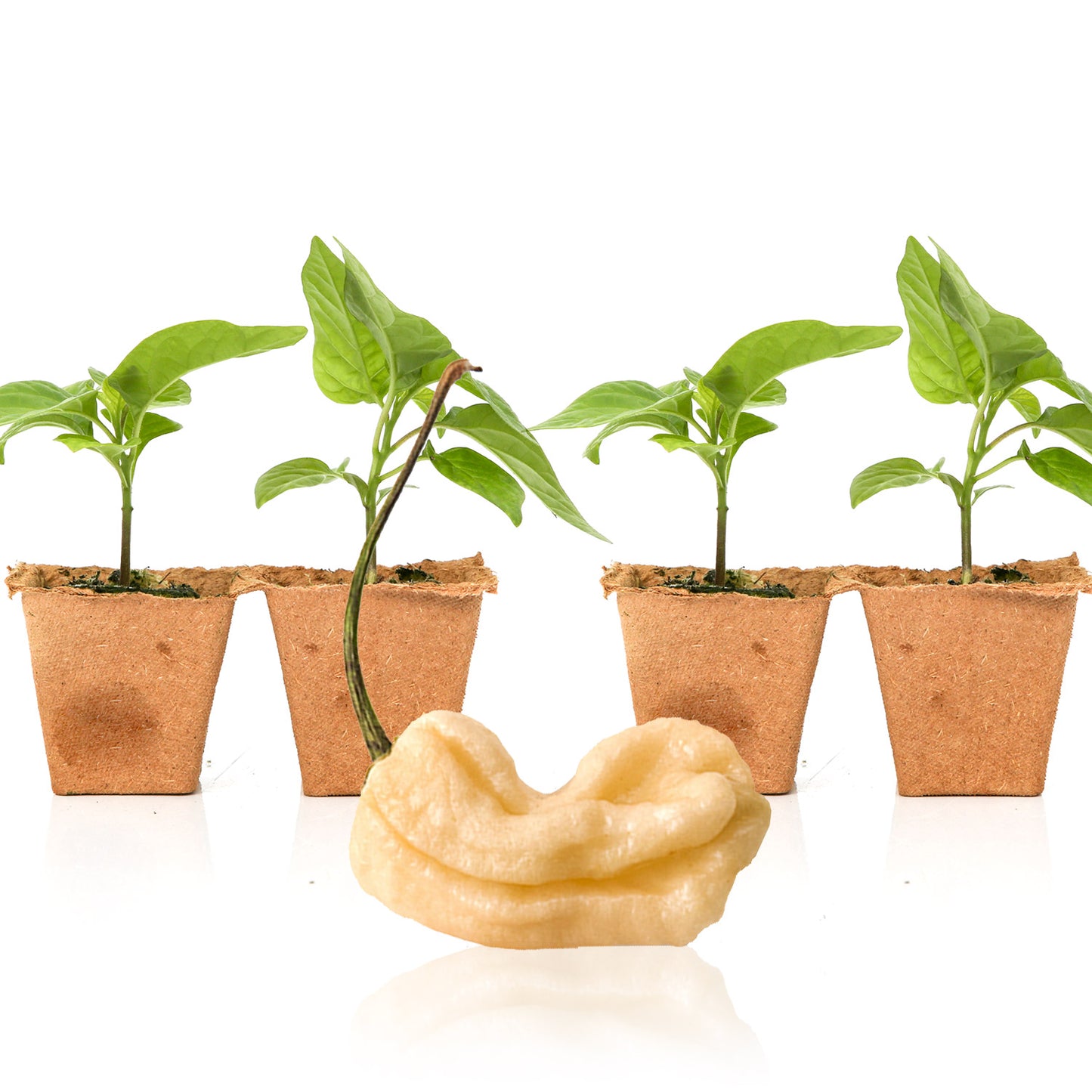 Pepper Joe's Peach Ghost plants for sale