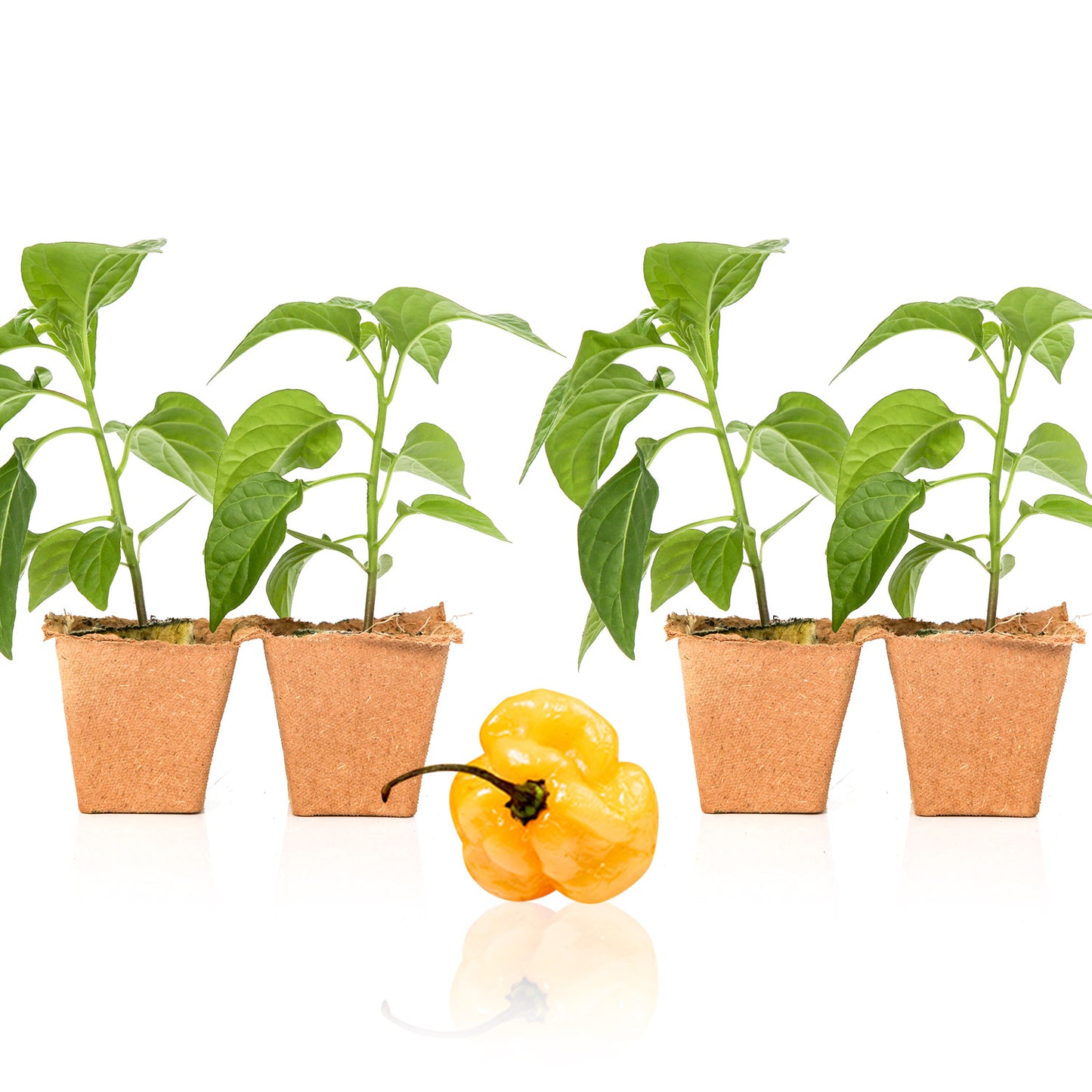 Pepper Joe's Peach Habanero seedlings for sale
