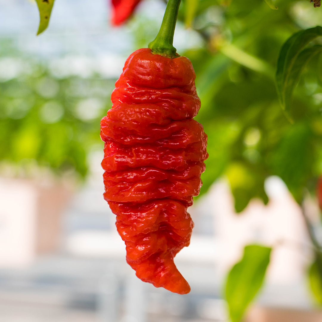 Pepper Joe's Death Spiral Pepper, mature pepper ripened on plant shown to represent seeds for sale