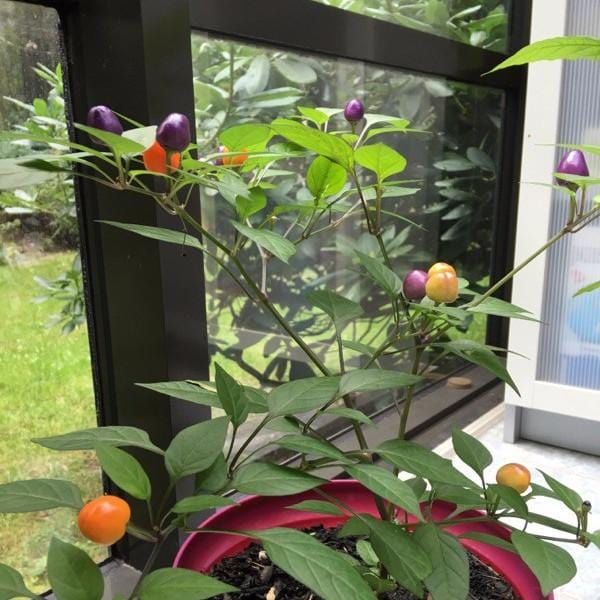 5 Color Marble Hot Pepper Seeds - Pepper Joe's