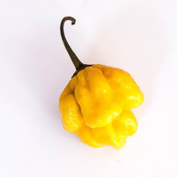 Pepper Joe's Yellow Reaper Pepper. Mature pepper shown to represent seeds for sale, on white background