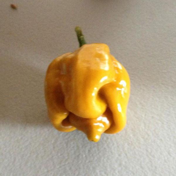 Yellow Butch "T" Trinidad Scorpion - Hot Pepper - Pepper Joe's