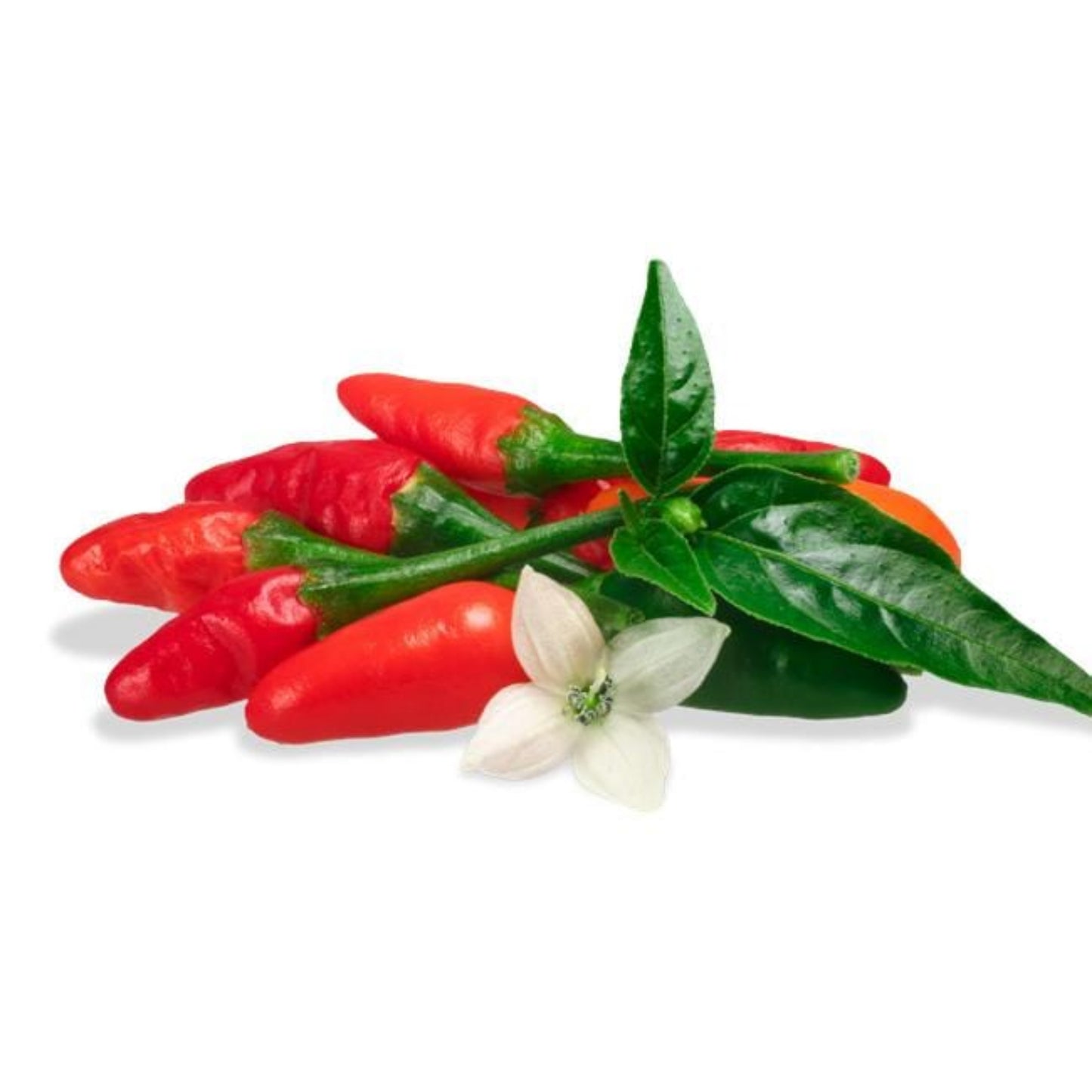 pepper joe's chilli pequin peppers in a pile