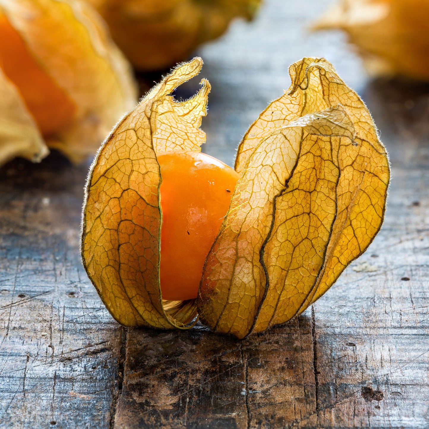 Pepper Joe's Pineapple Tomatillo Seeds