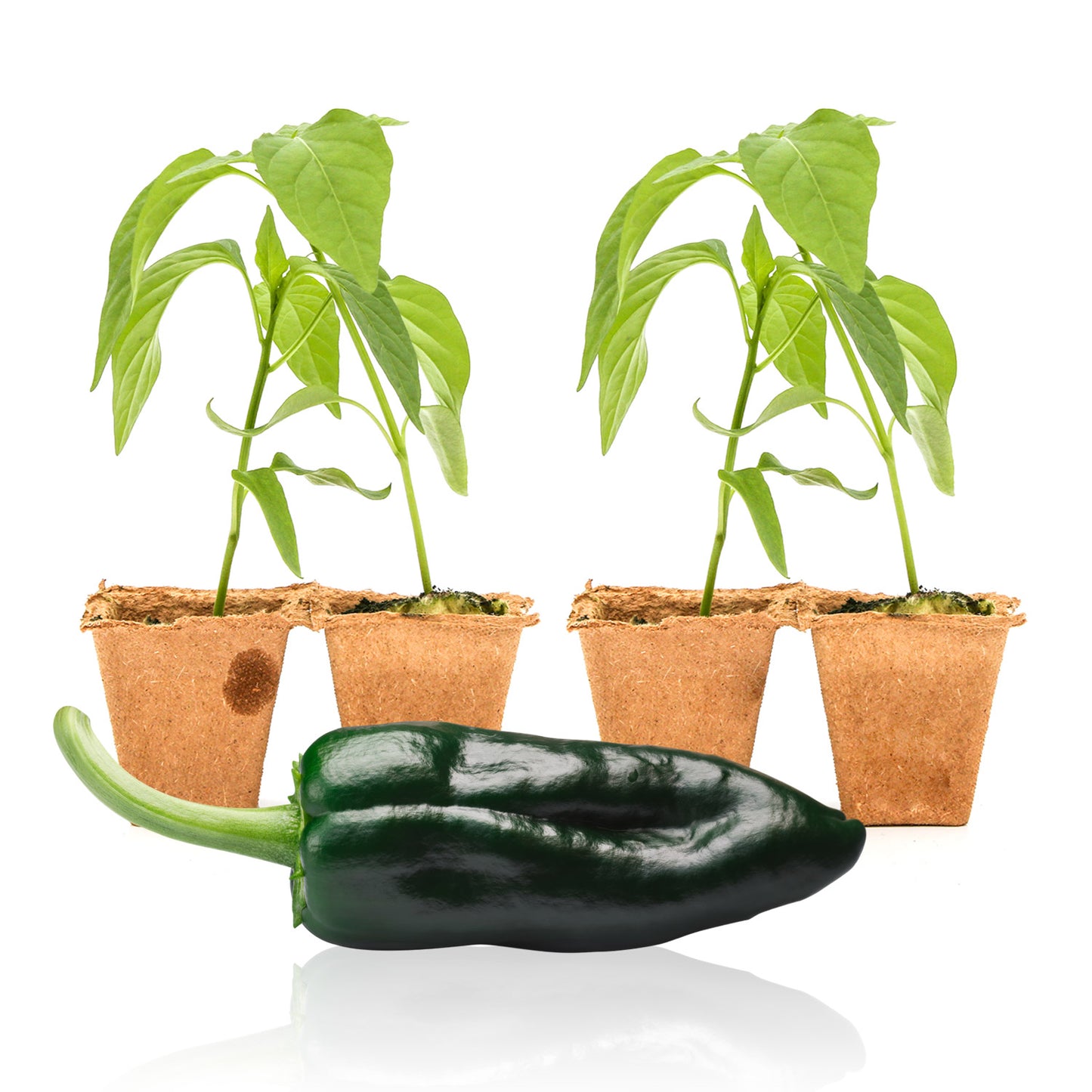 Pepper Joe's Ancho Poblano plants for sale
