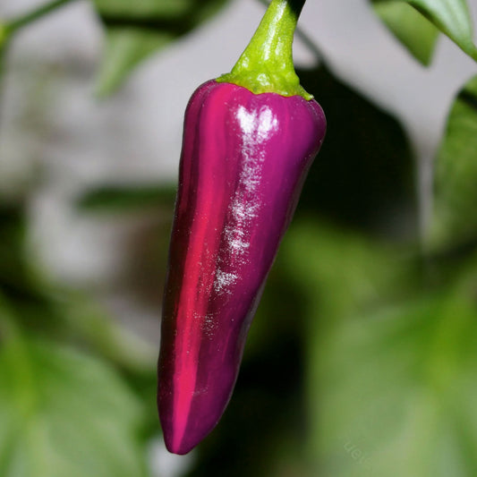 Pepper Joe's Purple Tiger Pepper Seeds