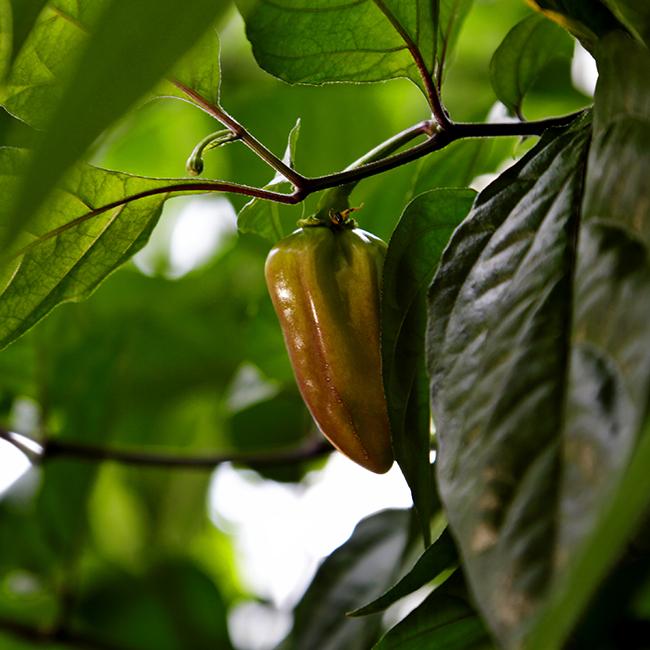 Bhut Jolokia Purple Pepper Seeds Superhot