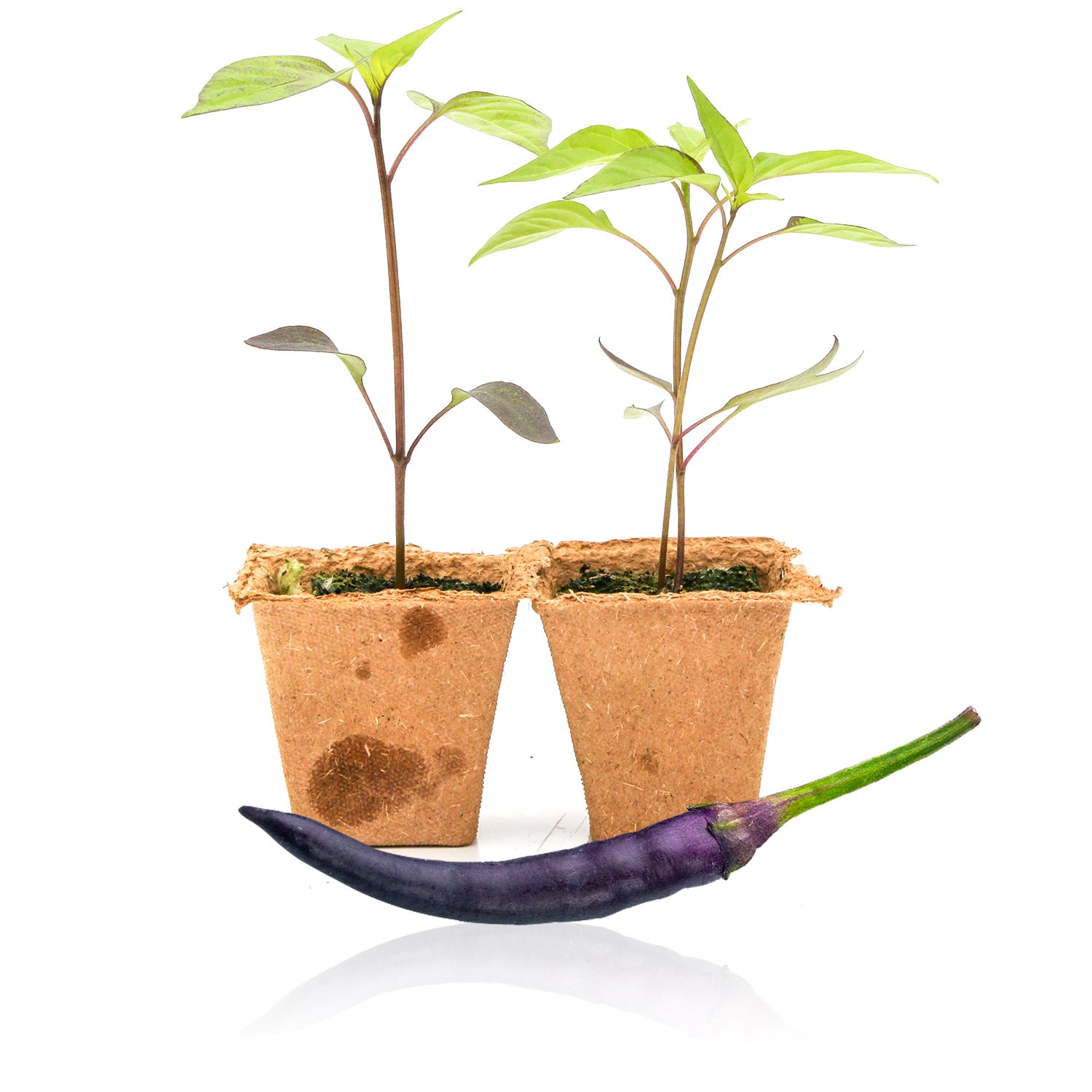 potted cayenne pepper plant Purple Cayenne Pepper Plants – Pepper Joe's