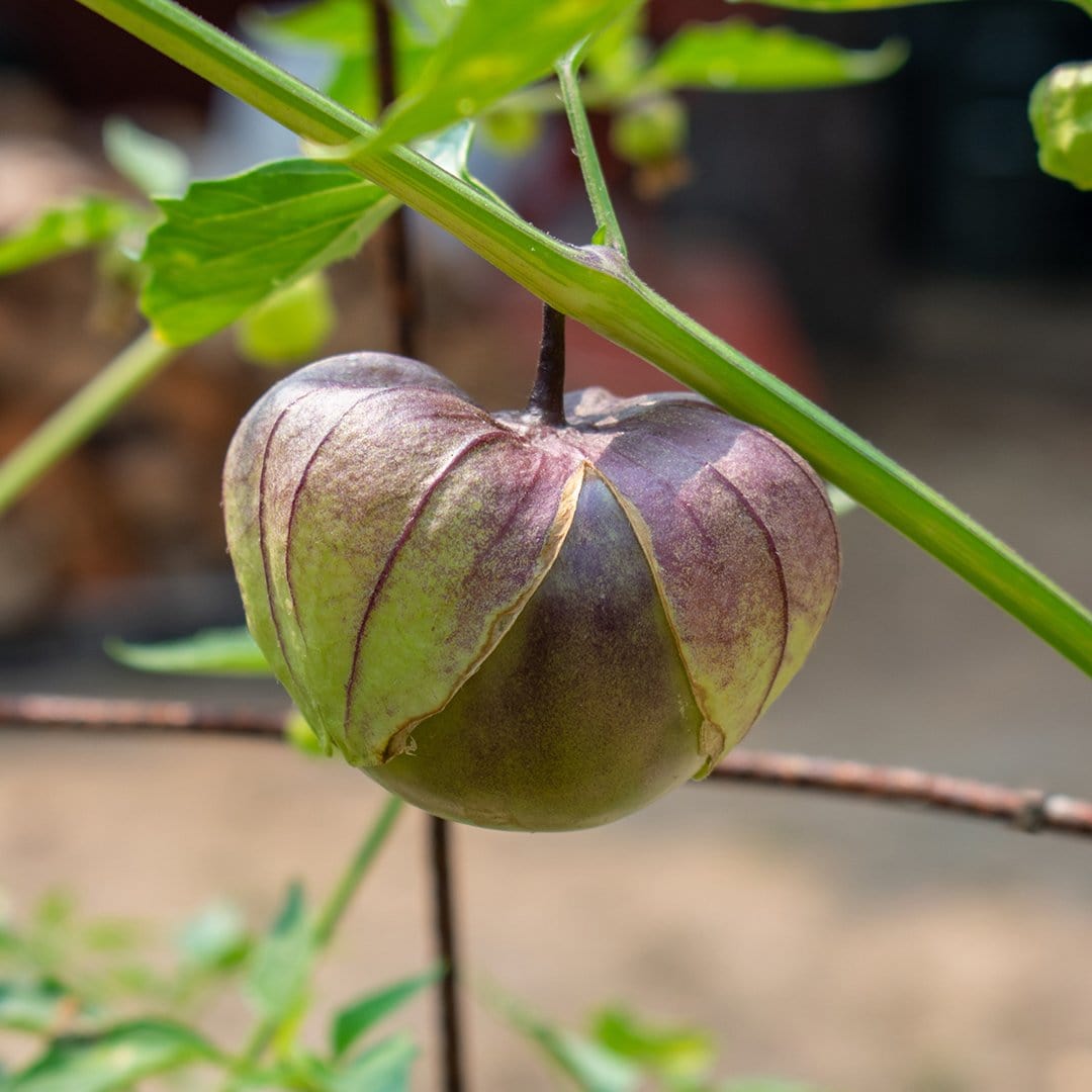 Purple De Milpa Tomatillo Seeds Tomato