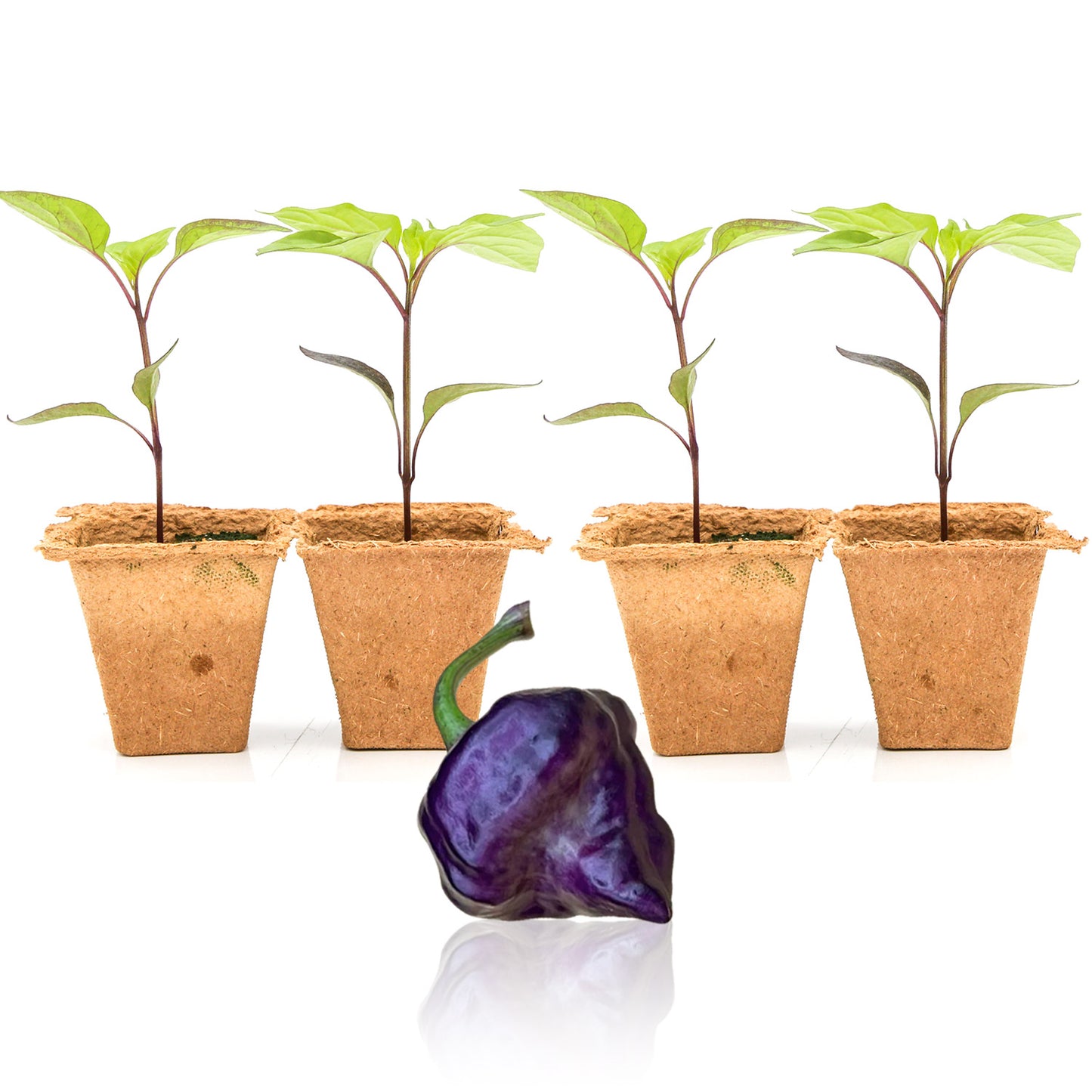Pepper Joe's Purple UFO seedlings for sale