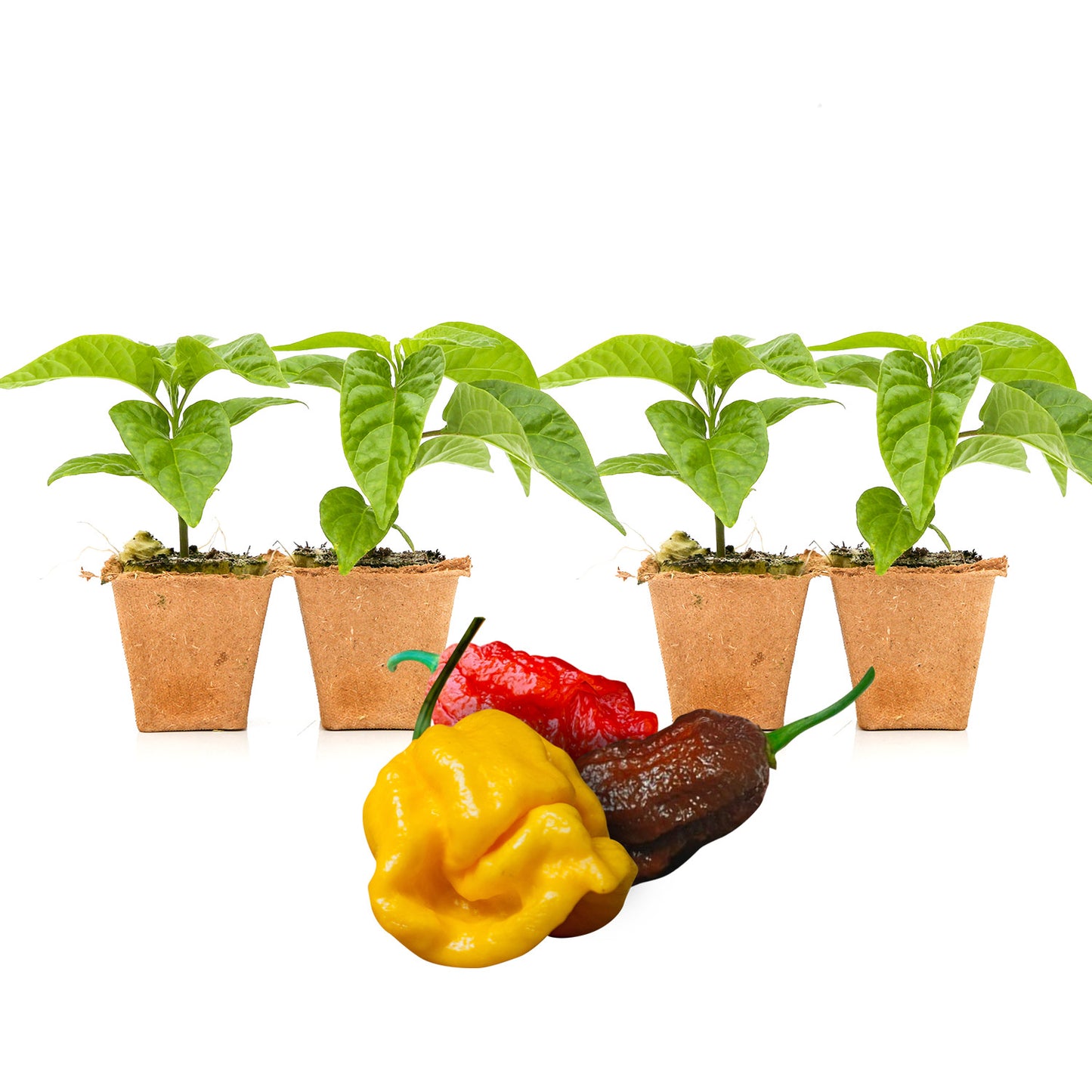 Pepper Joe's Rainbow Big Mama seedlings for sale
