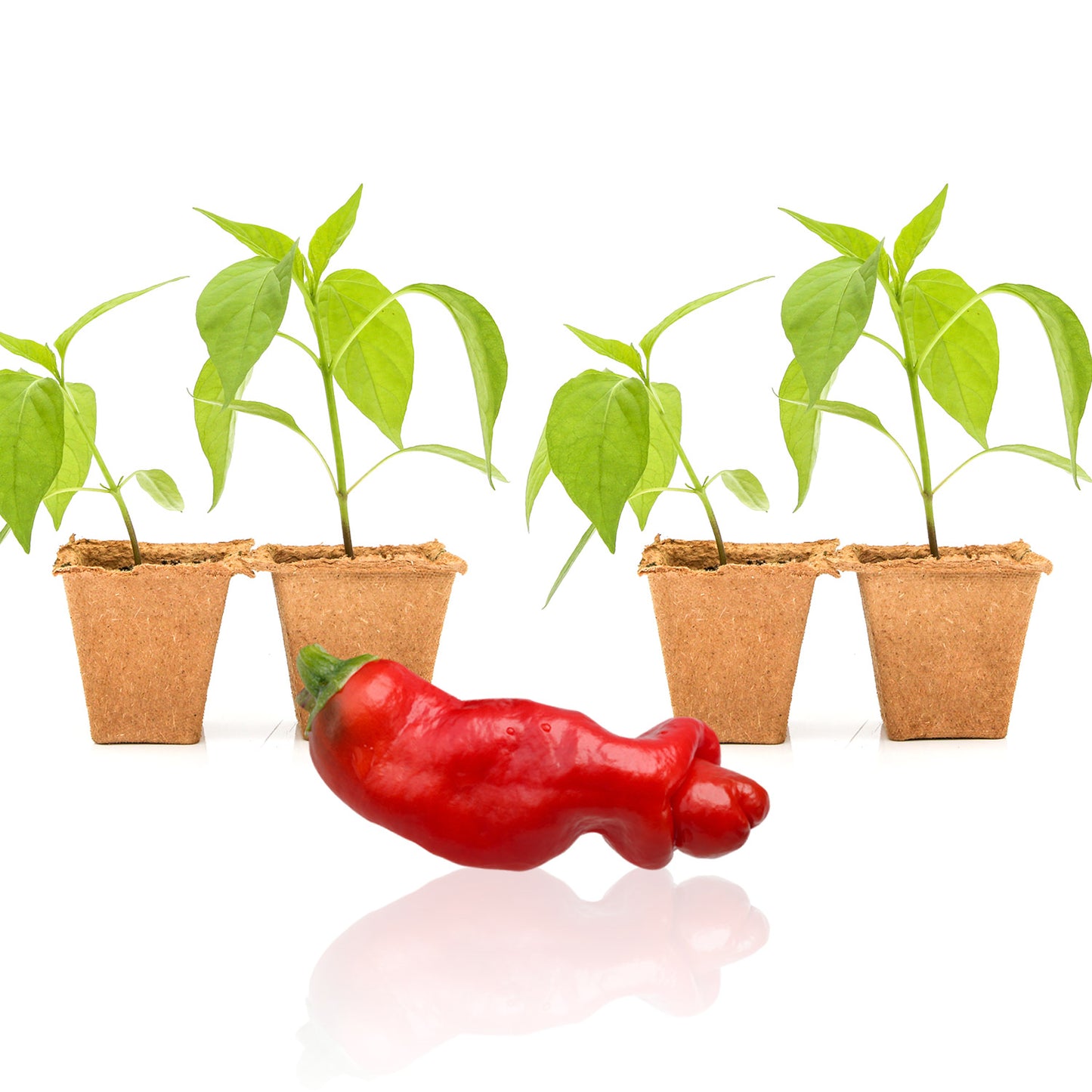 Pepper Joe's Peter Pepper pepper plants for sale