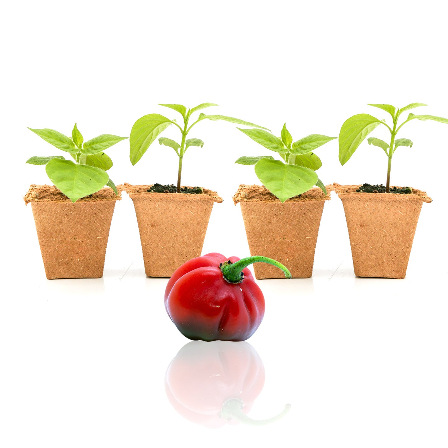 Pepper Joe's Red Rocoto seedlings for sale