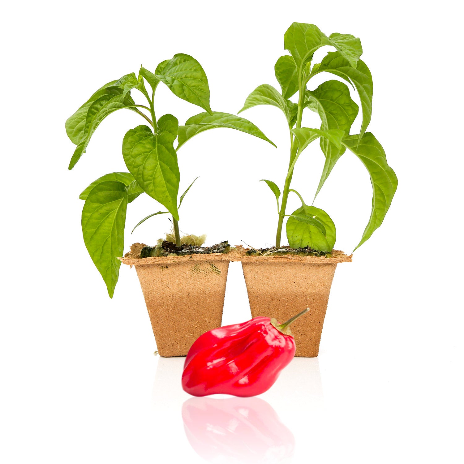 Red Savina Habanero Pepper Plant Seedlings – Joe's
