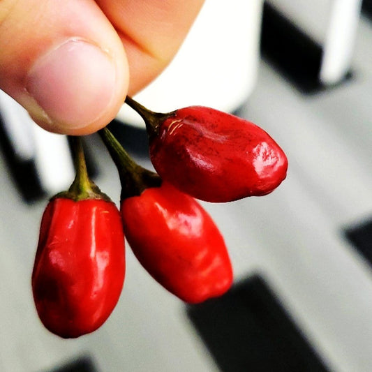 Scarlett's Chilli Pepper Seeds - Pepper Joe's