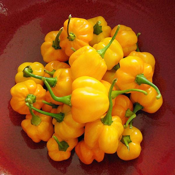 Yellow Scotch Bonnet - Hot Pepper - Pepper Joe's