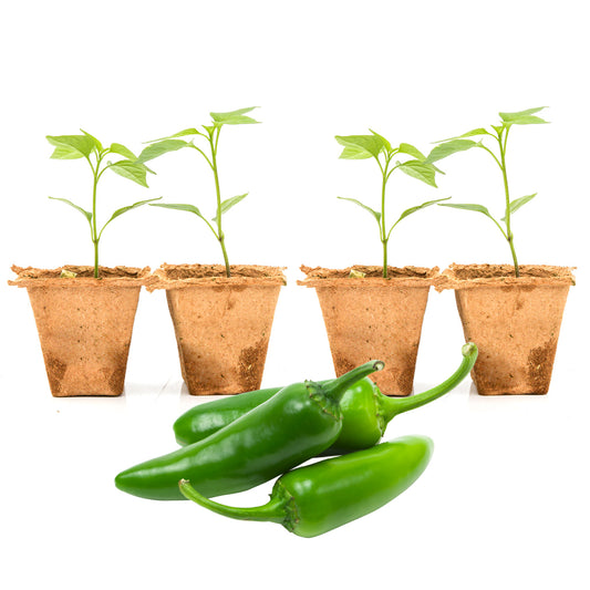 Pepper Joe's Serrano plants for sale