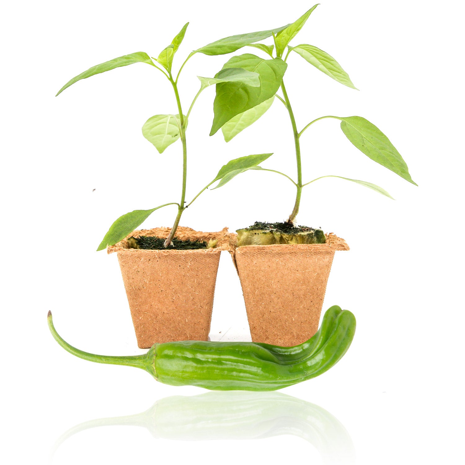 planting shishito pepper seeds Shishito Pepper Plants – Pepper Joe's