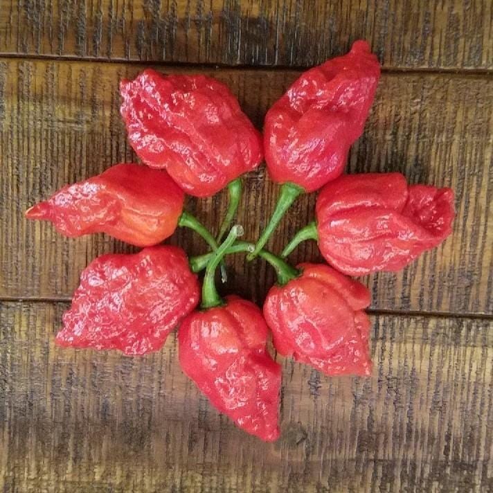 Apocalypse Scorpion Pepper Seeds Superhot