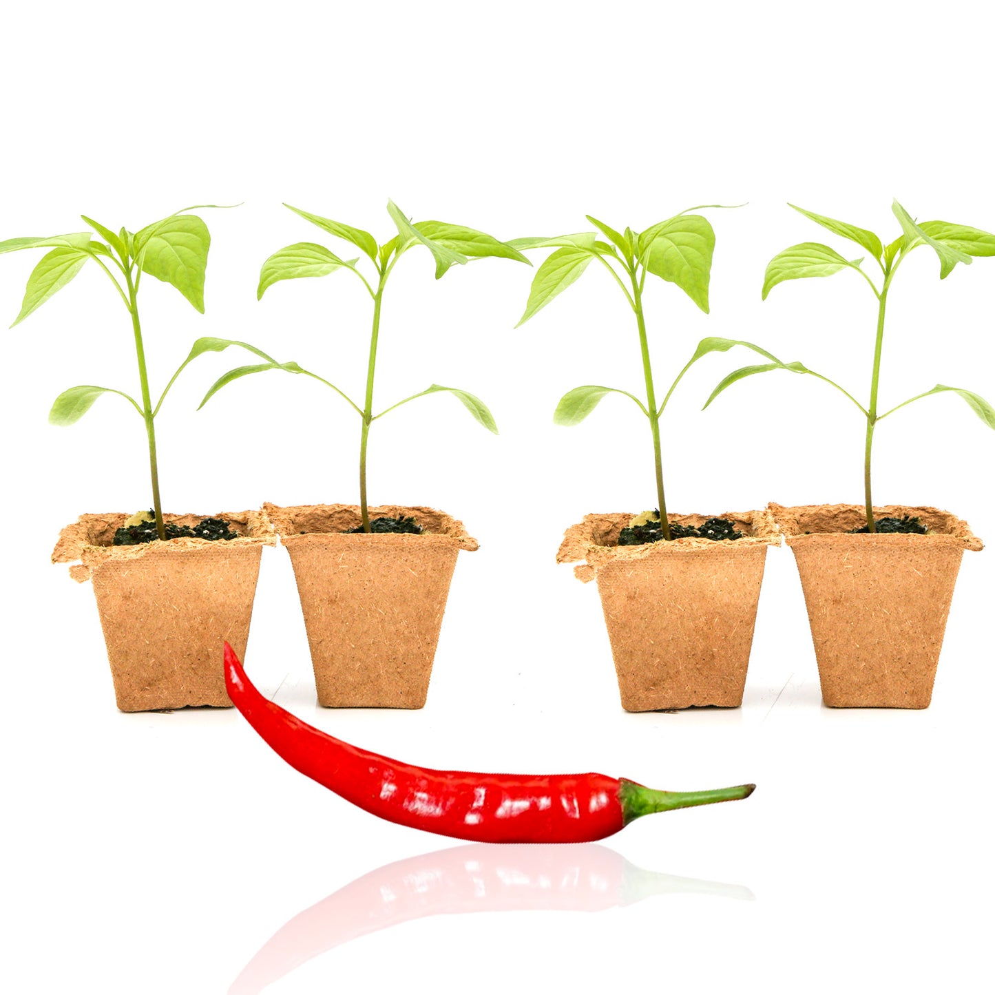 Pepper Joe's Sri Racha seedlings for sale