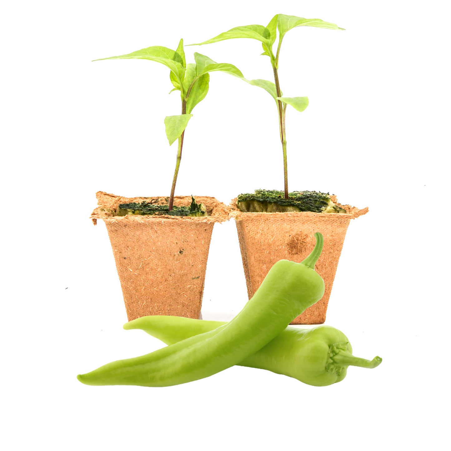 Pepper Joe's Sweet Banana Pepper Plants for sale