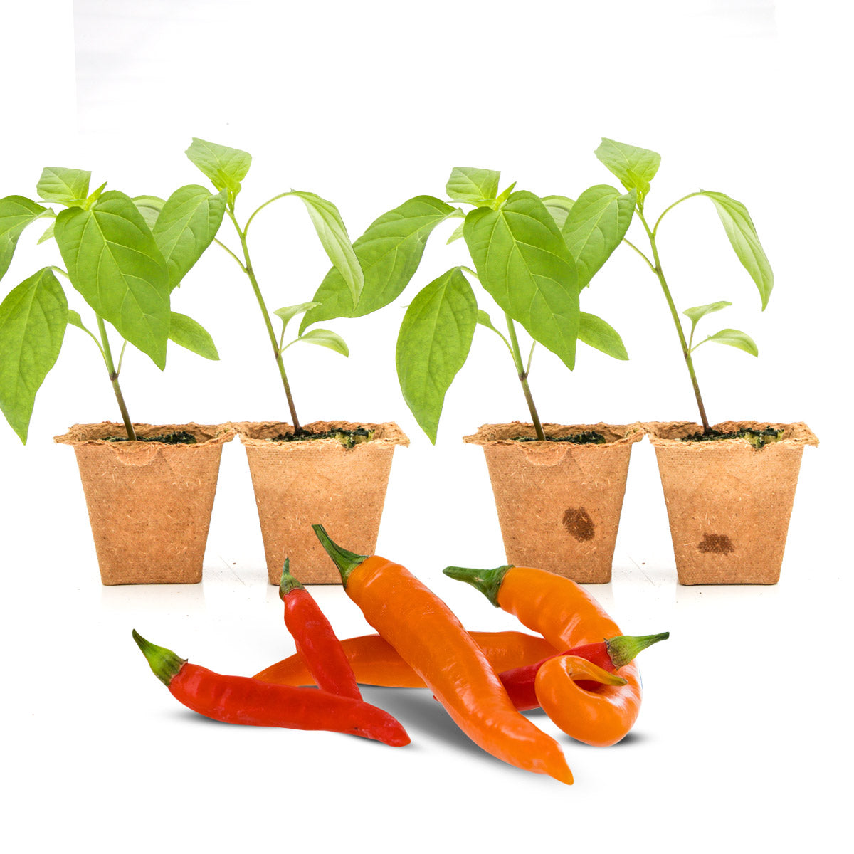 Pepper Joe's Thai Blend seedlings for sale