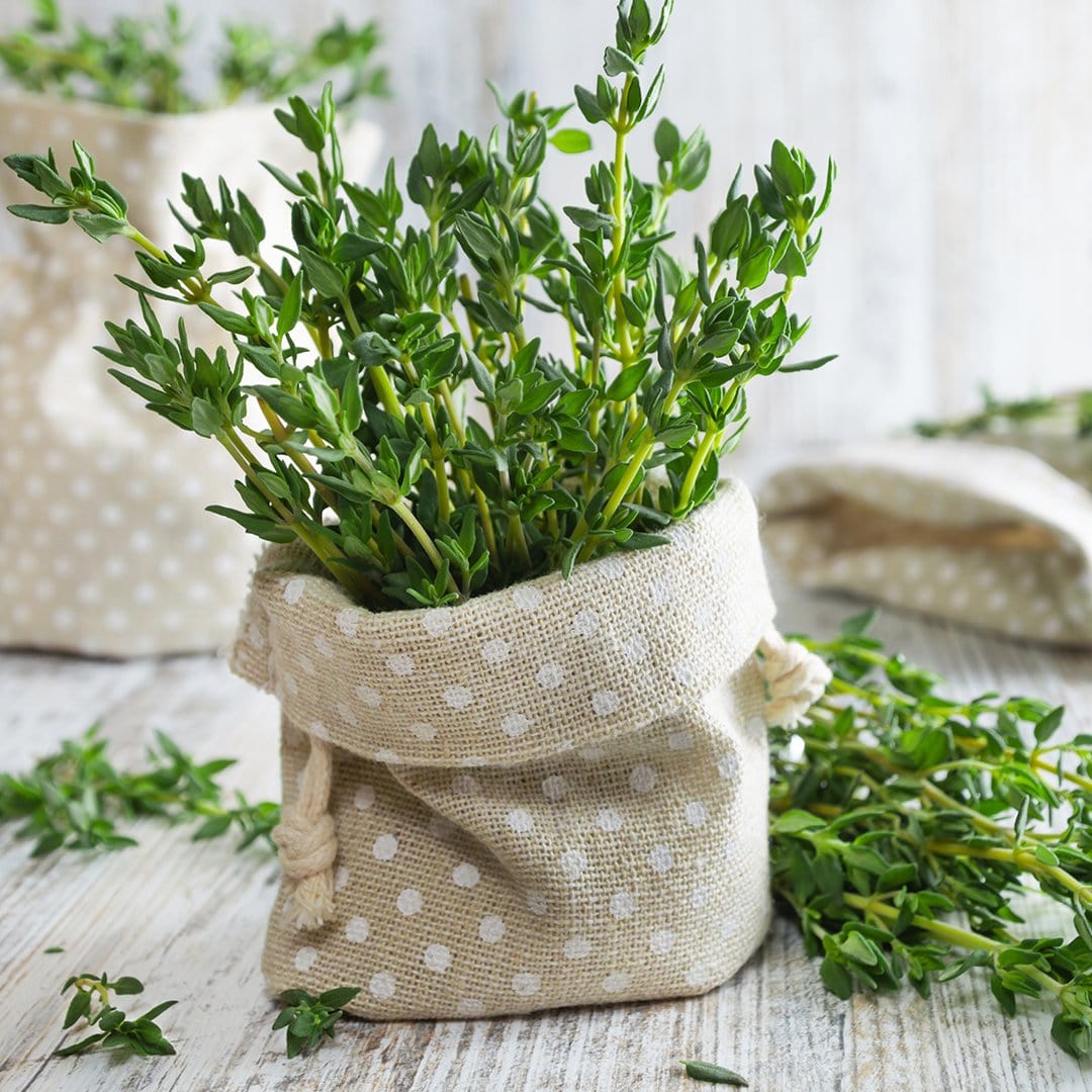 thyme seeds for planting Thyme Seeds by Pepper Joe's