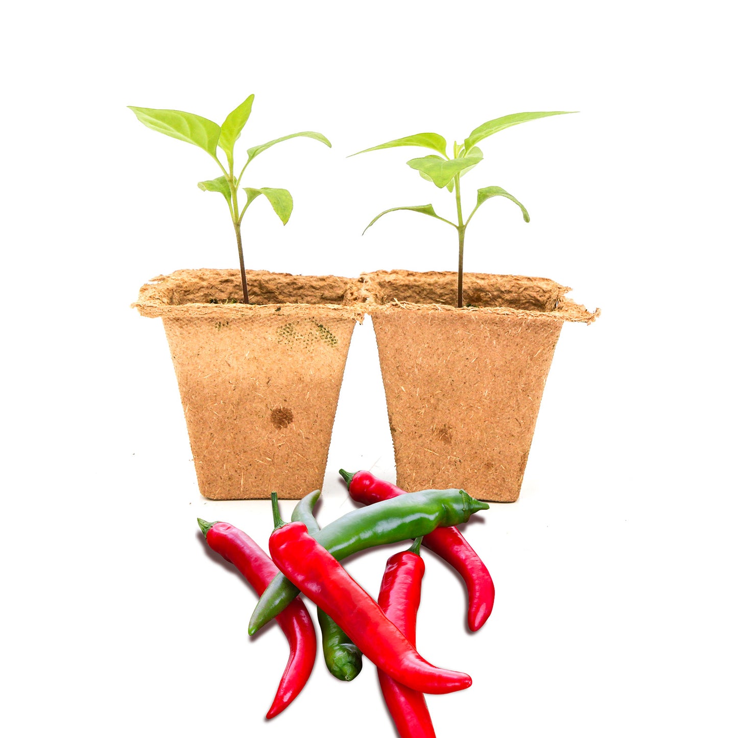 Pepper Joe's Tabasco Pepper Plants for sale