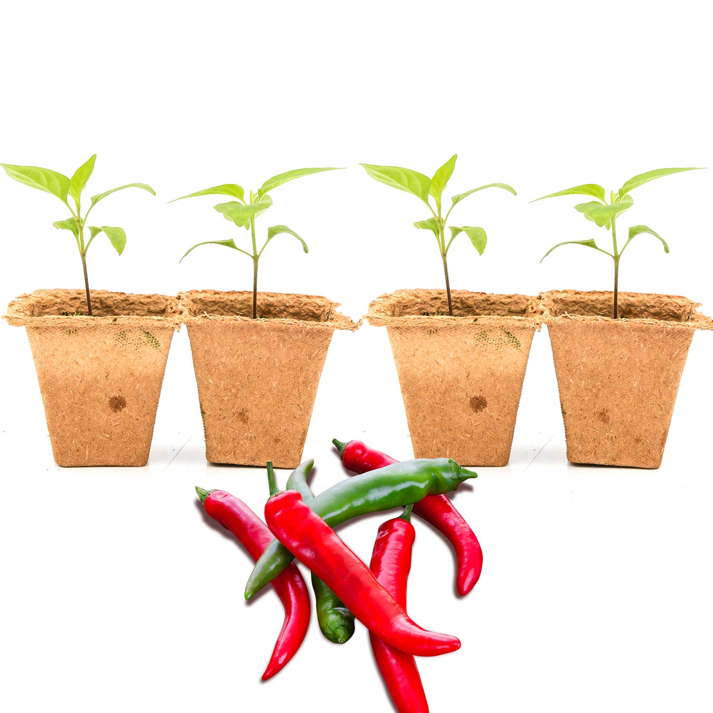 Pepper Joe's Tabasco seedlings for sale