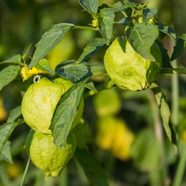 Tomatillo Rio Grande Verde Seeds Tomato