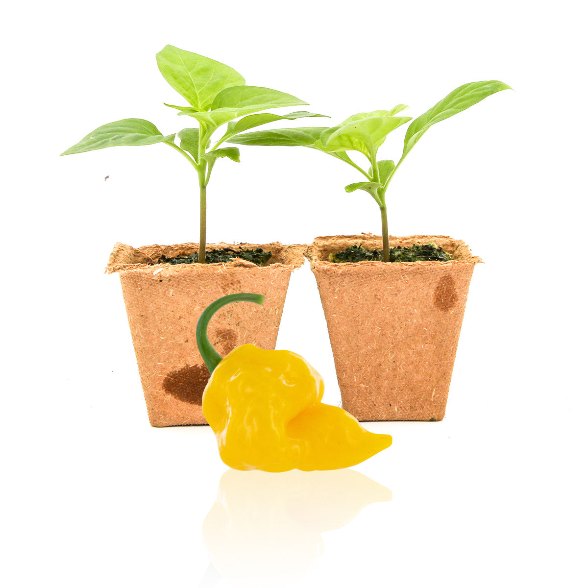 Pepper Joe's Trinidad Perfume Pepper Plants for sale